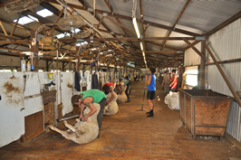Cooinbil Shearing 038861  © Claire Parks Photography